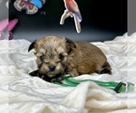 Small #10 Morkie