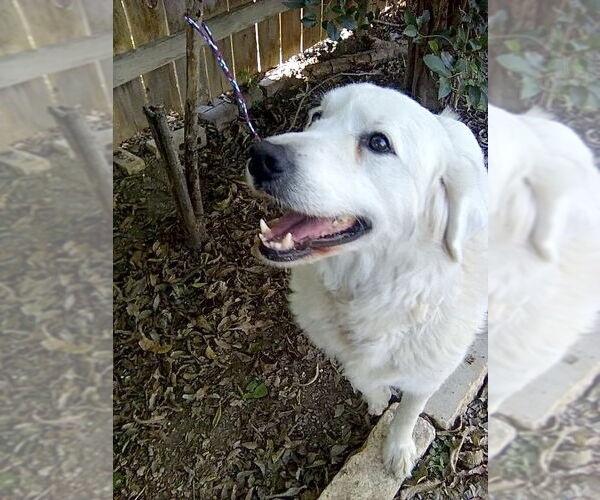 Medium Photo #7 Great Pyrenees Puppy For Sale in Spring, TX, USA