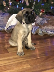 Mastiff Puppy for sale in PIKETON, OH, USA