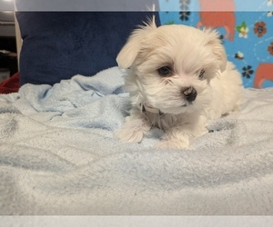 Maltese Litter for sale in OCALA, FL, USA