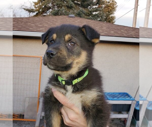 Medium Photo #4 Huskies -Unknown Mix Puppy For Sale in Calgary, Alberta, Canada