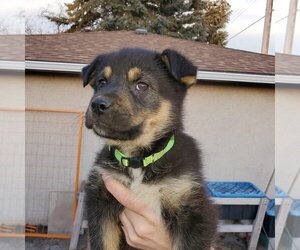 Kingston (Pup 6 LIME GREEN) - Male Huskies -Unknown Mix Dog for Adoption - Photo #4