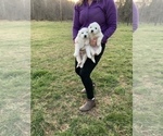 Small Photo #5 Great Pyrenees Puppy For Sale in RED HOUSE, WV, USA