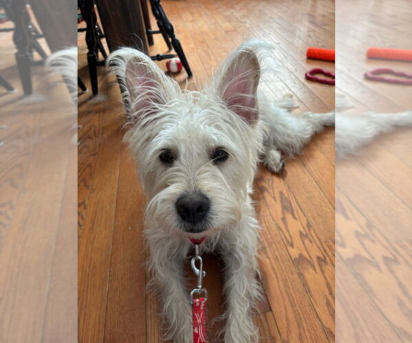 Medium Photo #3 Mutt Puppy For Sale in Canton, CT, USA