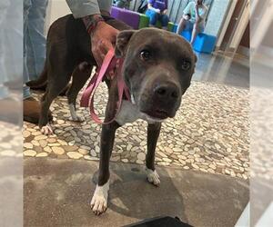 Staffordshire Bull Terrier-Unknown Mix Dogs for adoption in Houston, TX, USA