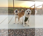 Small Photo #4 Shiba Inu Puppy For Sale in TUCSON, AZ, USA