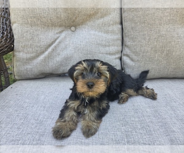 Medium Photo #14 Yorkshire Terrier Puppy For Sale in RHOADESVILLE, VA, USA