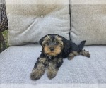 Small #13 Yorkshire Terrier