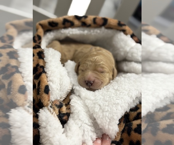 Medium Photo #11 Goldendoodle Puppy For Sale in NORTH AUGUSTA, SC, USA