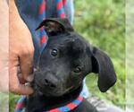 Small Boxer Mix