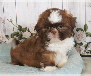 Shih Tzu Puppy for sale in PENNS CREEK, PA, USA