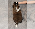 Small #7 Saint Bernard