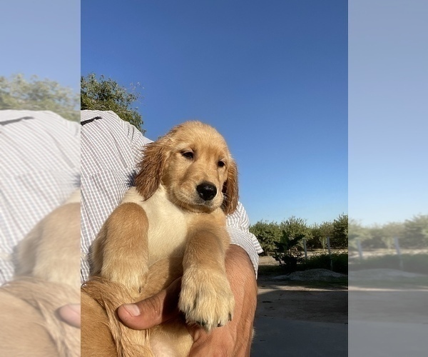 Medium Photo #4 Golden Retriever Puppy For Sale in MADERA, CA, USA