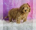 Small #3 Maltipoo