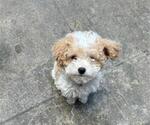 Small #1 Poodle (Toy)