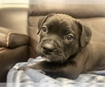 Small Photo #22 American Bully Puppy For Sale in REESEVILLE, WI, USA