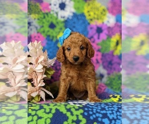 Goldendoodle (Miniature) Puppy for sale in GLEN ROCK, PA, USA