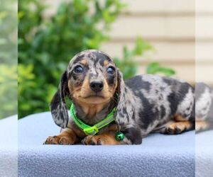 Dachshund Puppy for sale in ANNVILLE, PA, USA