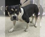 Small American Pit Bull Terrier Mix
