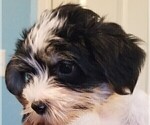 Small #24 Morkie
