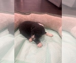 Small Photo #3 Australian Shepherd Puppy For Sale in FRANKLINTON, LA, USA