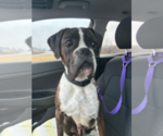 Small #6 Boxer