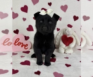 German Shepherd Dog-Miniature American Shepherd Mix Puppy for sale in FRANKLIN, IN, USA