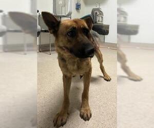 German Shepherd Dog Dogs for adoption in Bakersfield, CA, USA