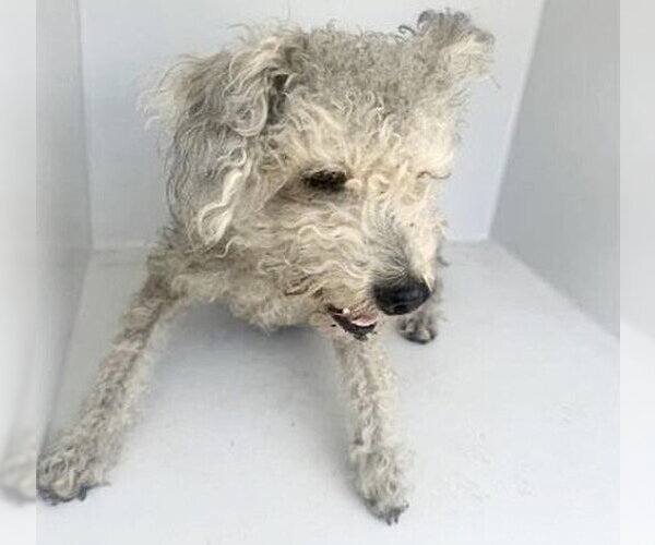 Medium Photo #1 Poodle (Miniature) Puppy For Sale in Houston, TX, USA