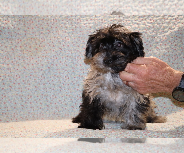 Medium Photo #32 Yorkiepoo mix (+ Poodle Toy) Puppy For Sale in DYERSBURG, TN, USA
