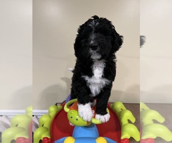 Medium Photo #22 Bernedoodle Puppy For Sale in CANTON, MI, USA