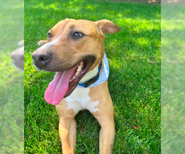 Medium Photo #4 Labrador Retriever-Unknown Mix Puppy For Sale in Westwood, NJ, USA