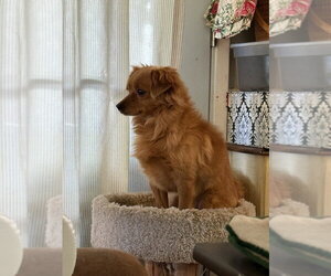 Chihuahua-Colonial Cocker Spaniel Mix Dogs for adoption in Banning, CA, USA
