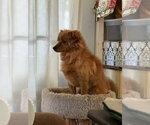 RUSTY - Male Chihuahua-Colonial Cocker Spaniel Mix Dog for Adoption - Small photo