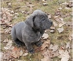 Small #4 Cane Corso