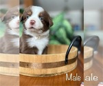 Puppy Puppy 8 Miniature Australian Shepherd