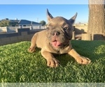 Small #3 French Bulldog
