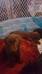 Small Photo #5 Labrador Retriever Puppy For Sale in SPOKANE, WA, USA