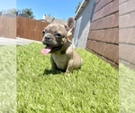 Small Photo #44 French Bulldog Puppy For Sale in ORLANDO, FL, USA