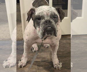 Dotty - Female Bulldog-Unknown Mix Dog for Adoption - Photo #2