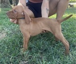 Small Vizsla