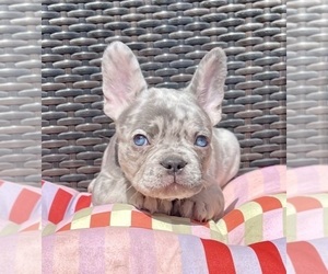 French Bulldog Puppy for sale in SAN ANTONIO, TX, USA