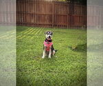 Small #3 German Shepherd Dog