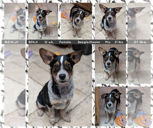 Beagle-Unknown Mix Dogs for adoption in Mesa, AZ, USA