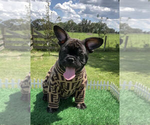 French Bulldog Puppy for sale in LAKELAND, FL, USA