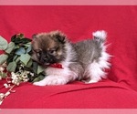 Small Photo #7 Pomeranian Puppy For Sale in LINCOLN UNIVERSITY, PA, USA