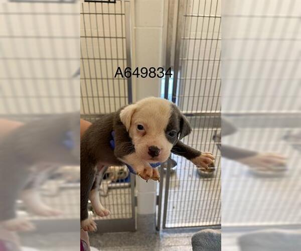 Medium Photo #3 Mutt Puppy For Sale in Houston, TX, USA