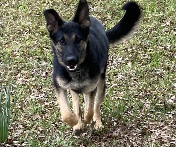 Medium Photo #3 German Shepherd Dog Puppy For Sale in SPEARSVILLE, LA, USA