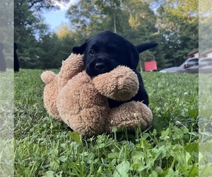 Labrador Retriever Puppy for sale in AUGUSTA, WI, USA