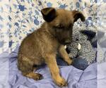 Small German Shepherd Dog Mix